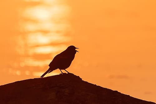 Red-winged Blackbird male singing on log at sunrise in wetland-Marion County-Illinois Figurative Print